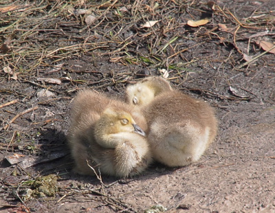 [The two goslings are sleeping on the dirt with their heads tucked down to their bodies as they sit side-by-side head to tail (head of one touches the tail of the other.]